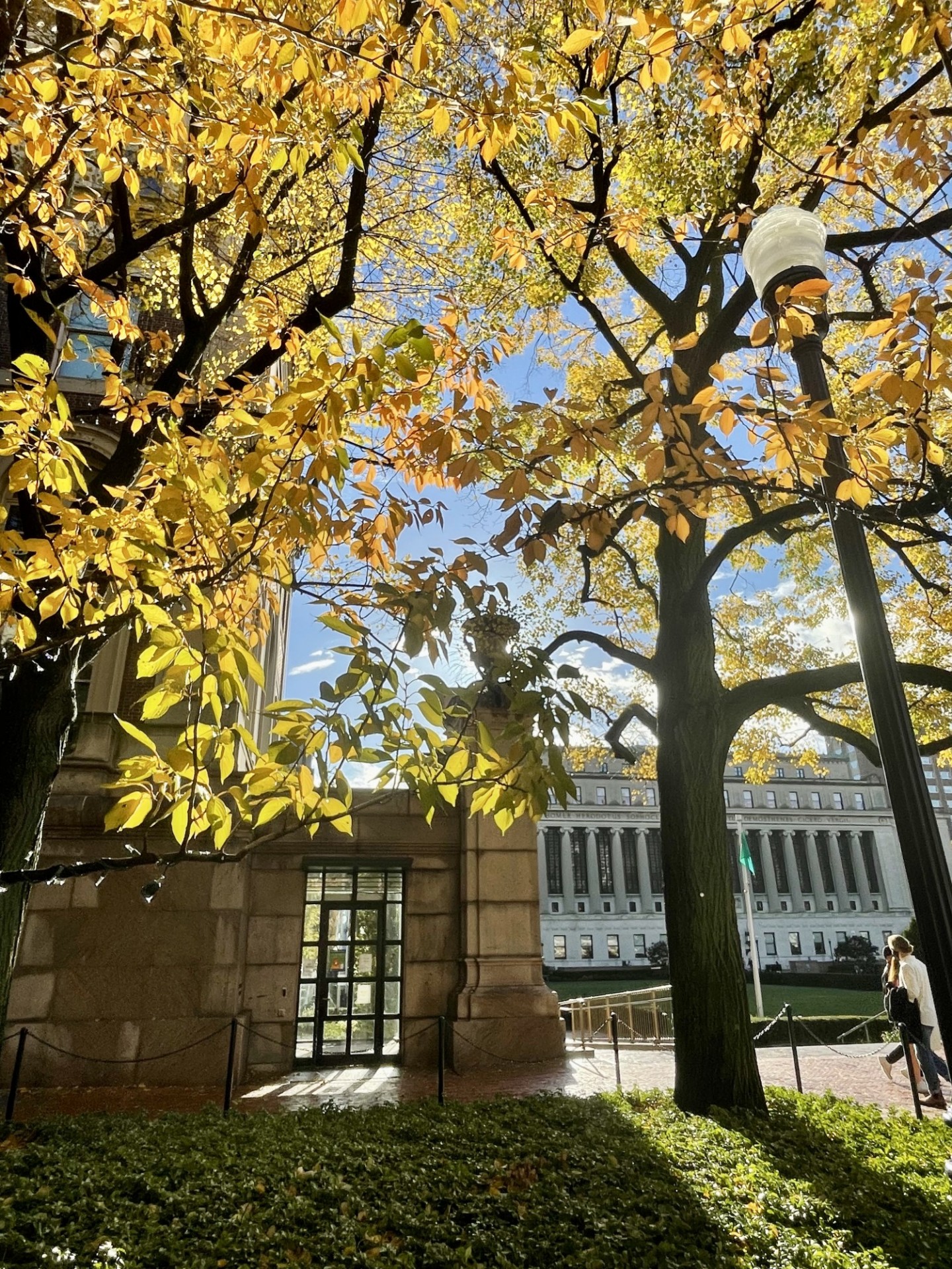 Butler Library and fall trees on College Walk