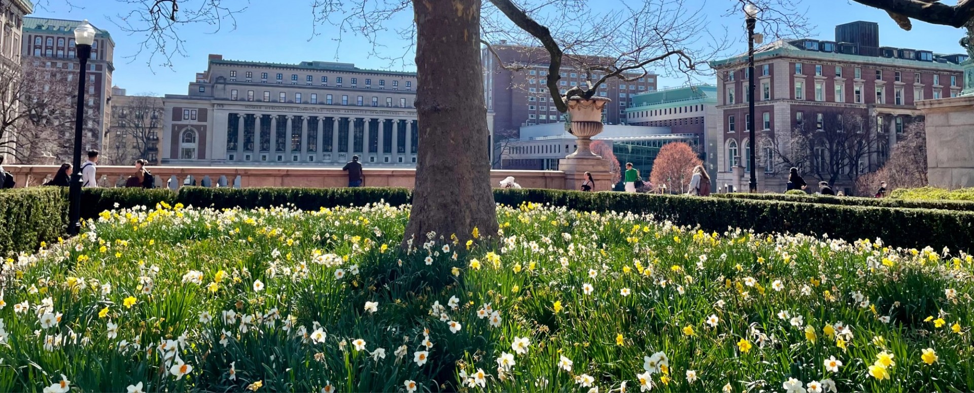 Spring blooms on the Morningside campus with Butler Library in the background