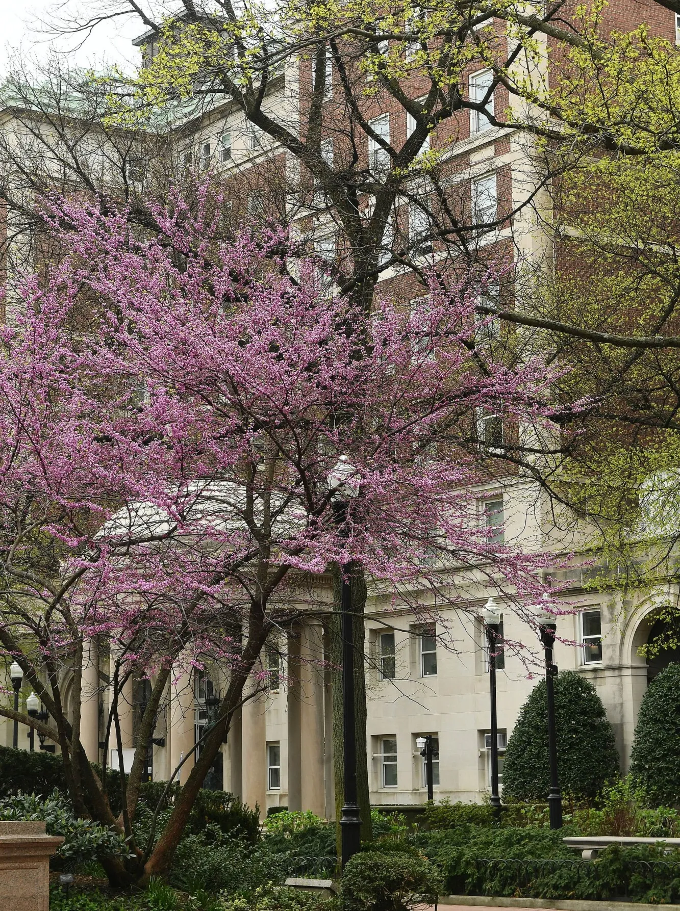 Van Amringe Quadrangle in spring